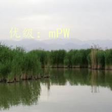 Ӱ